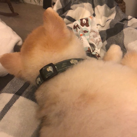 Meet your Posher, Shiloh - Picture 1 of 1